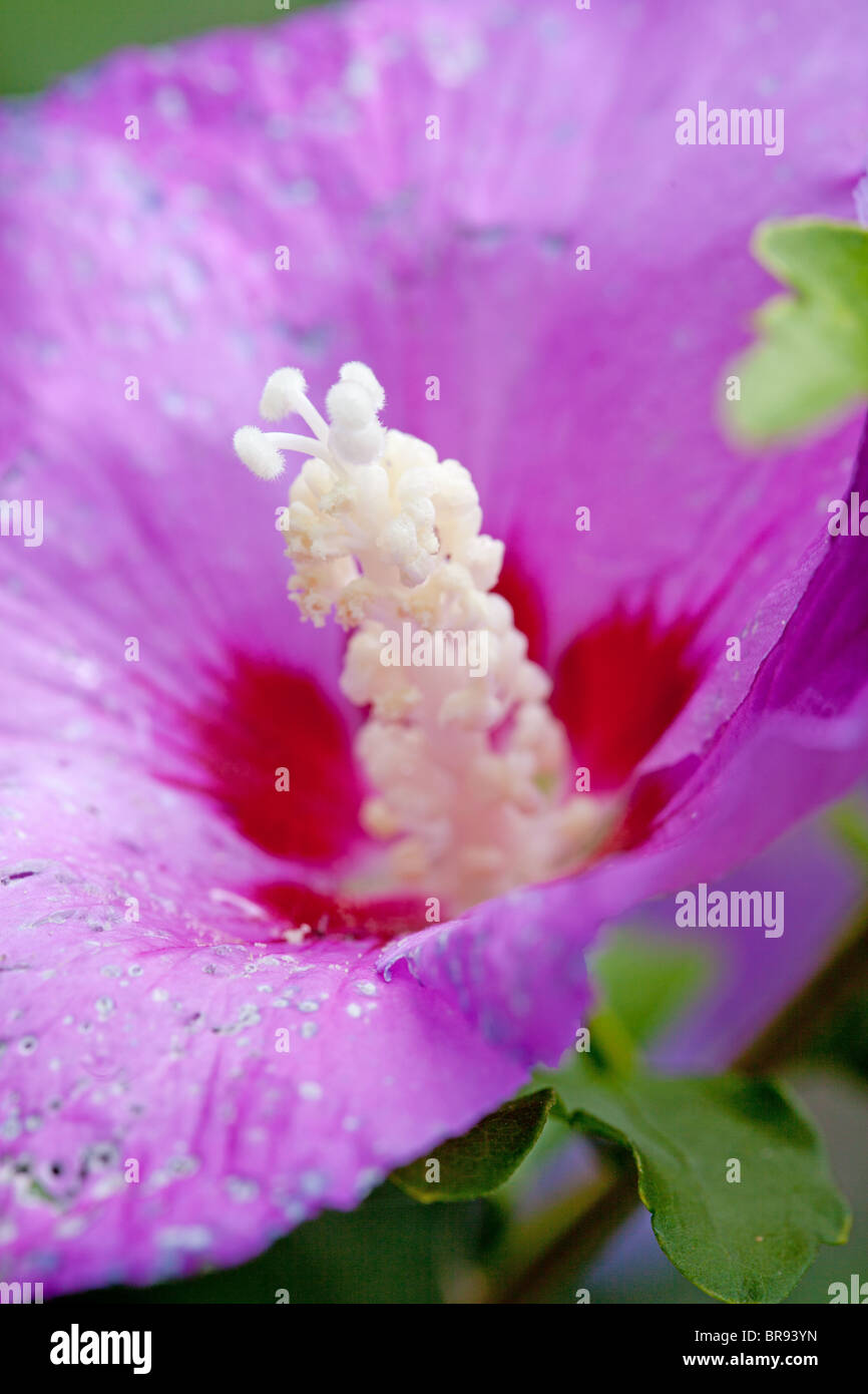 purple hibiscus flower in closeup with focus on white stamen Stock Photo