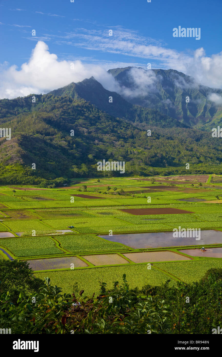 Kauai, HI View of Hanalei Valley taro fields and central mountains in