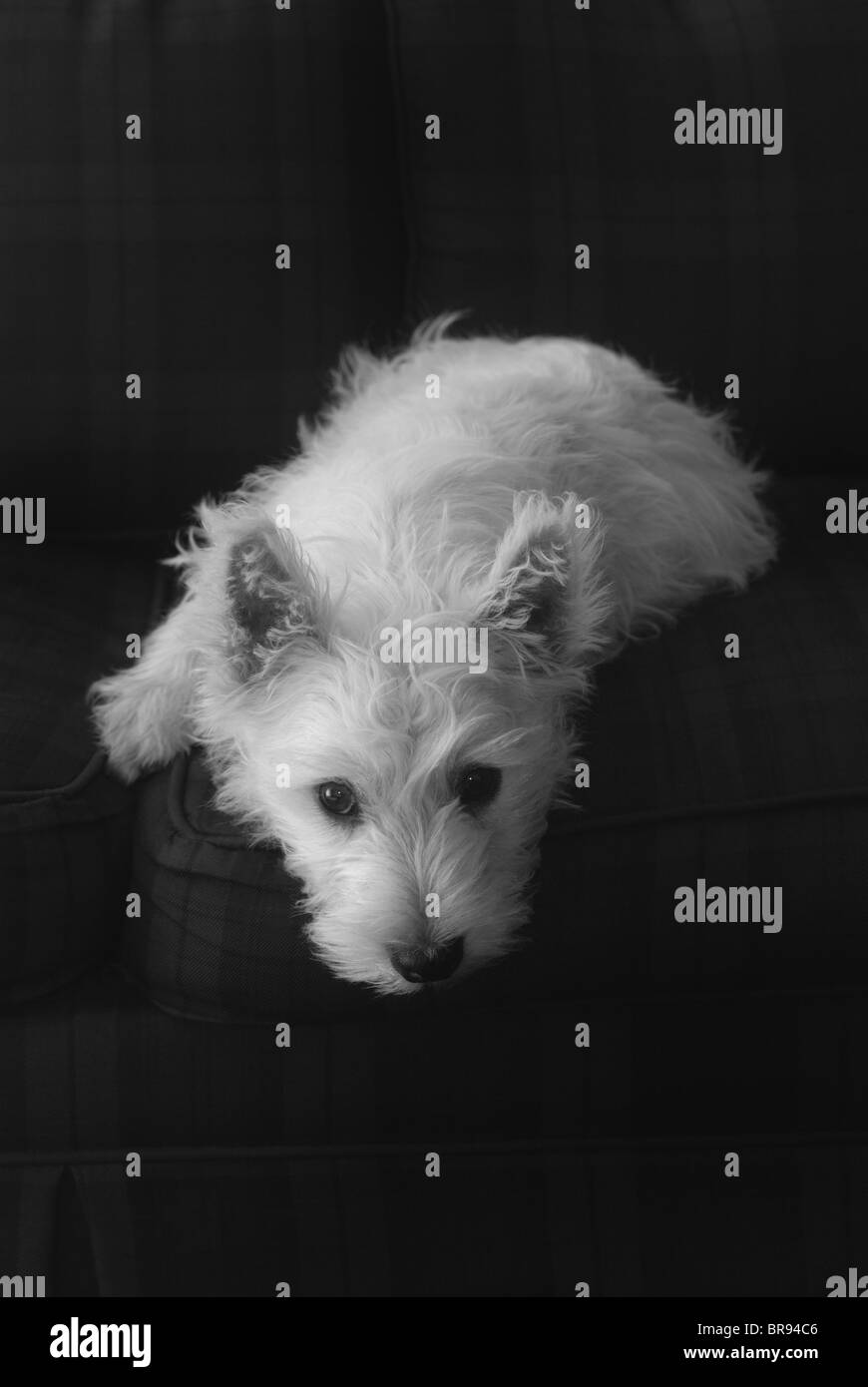 Small white West Highland Terrier, (Westie), puppy dog, (Baxter), lying on a dark tartan chair, facing viewer, black and white. Stock Photo