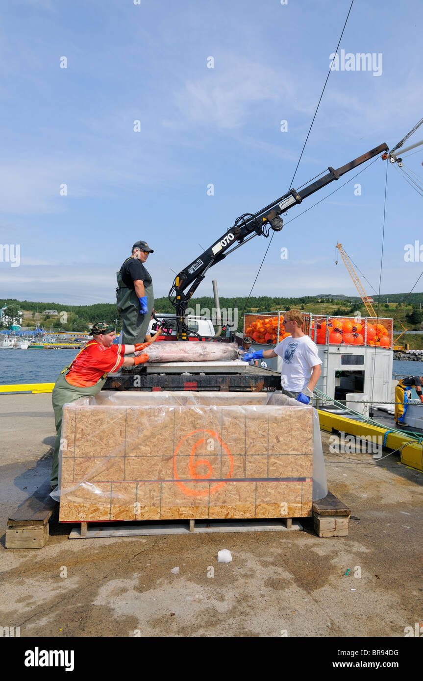 Un-Loading Swordfish From The Hannah Boden Fishing Boat, From The Discovery Channel Show, Swords Life On The Line Stock Photo