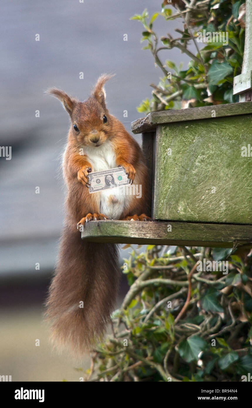 A Red Squirrel Perched On A Ledge; Northumberland, England Stock Photo