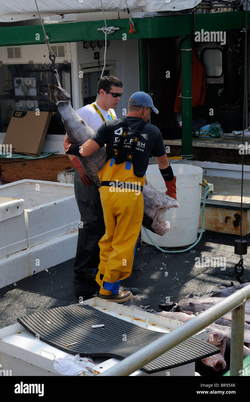 UnLoading Swordfish From The Hannah Boden Fishing Boat, From The Discovery Channel Show, Swords