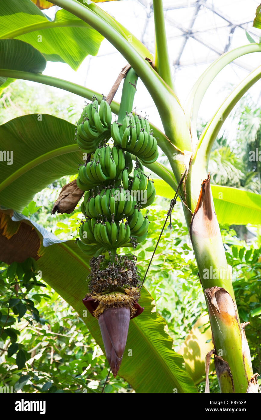 Banana tree at the Eden Project. Banana blossom or heat is the purple