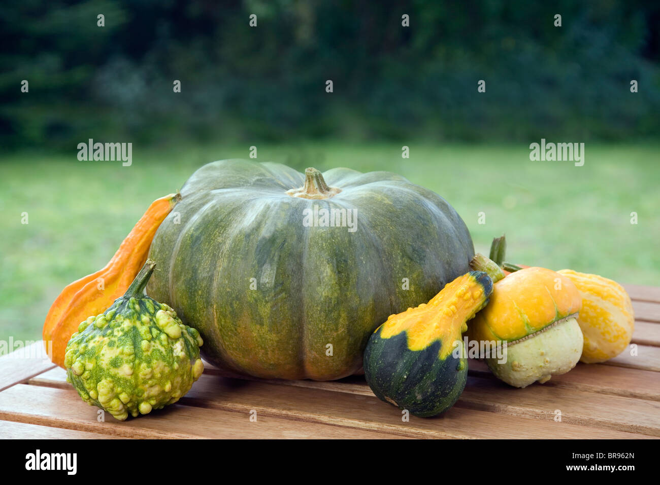 selection of edible and ornamental pumpkins Stock Photo