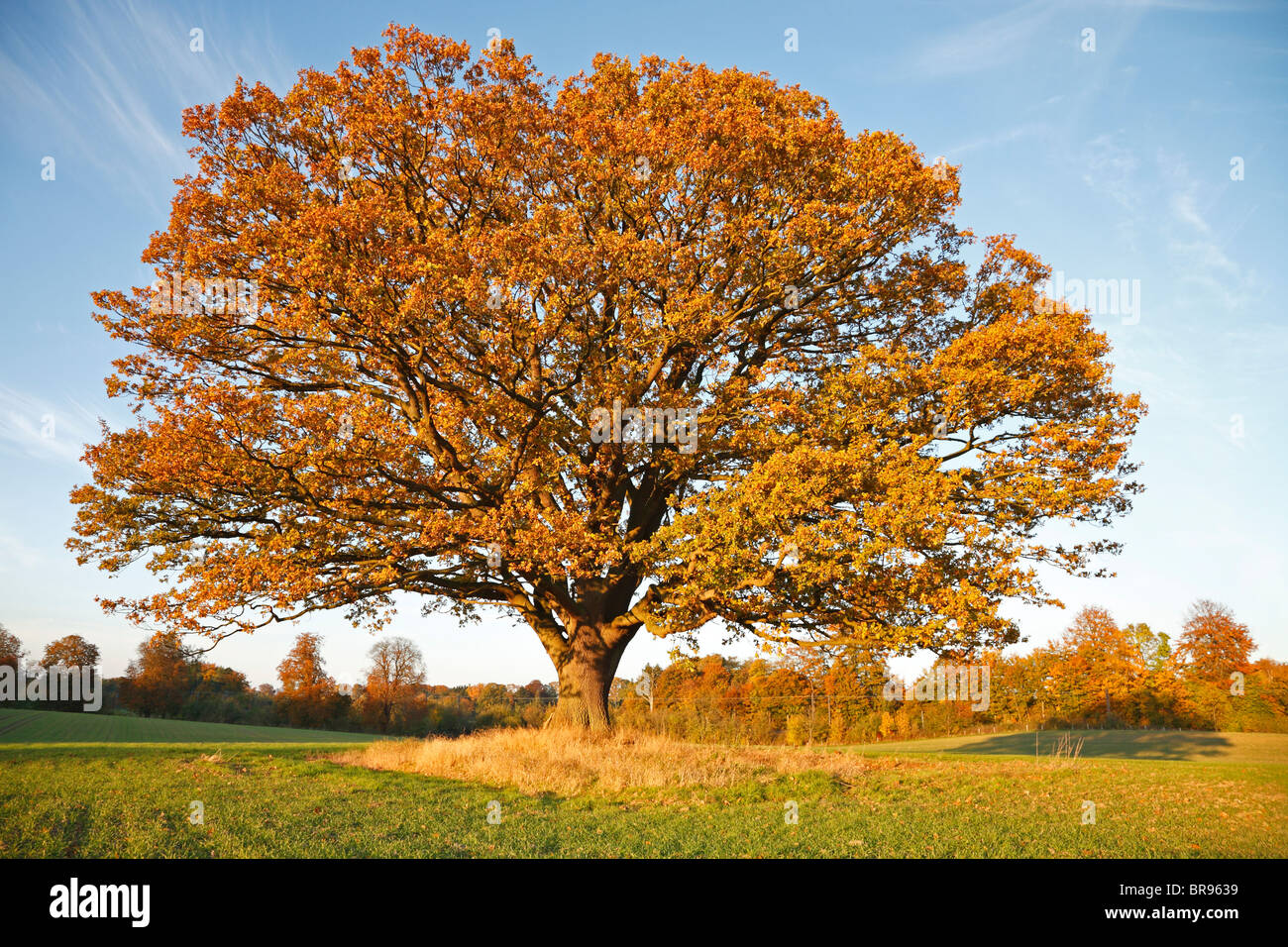 Oak Park Travellemming 2025 Oak Tree Autumn AusmalbilderFurKinder de Oak Park Travellemming 2025 Oak Tree Autumn AusmalbilderFurKinder de