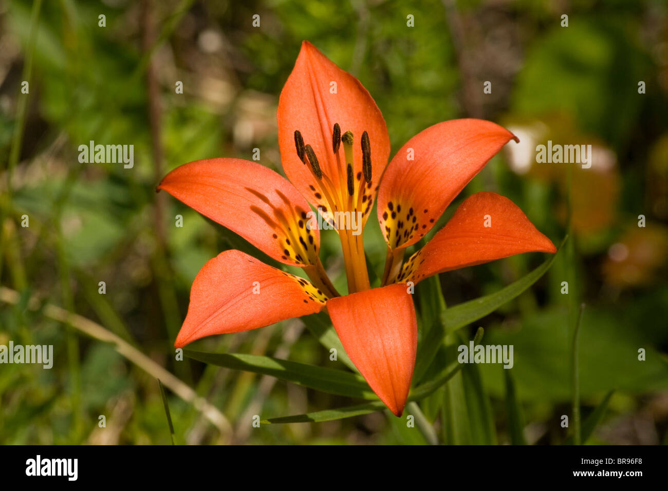 Wood Lily in Flower in Golden, British Columbia, Canada Stock Photo