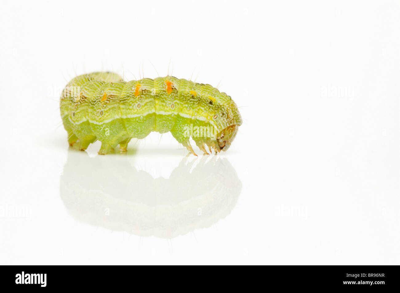 Green caterpillar on white; Cabbage Moth larva (Mamestra brassicae Stock Photo Alamy