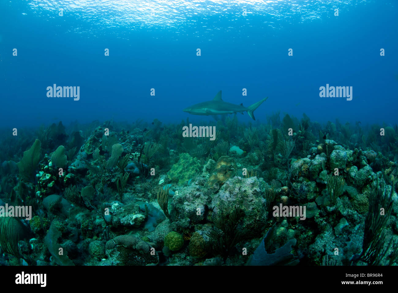 Caribbean reef shark - Jardines de la Rina,Cuba Stock Photo