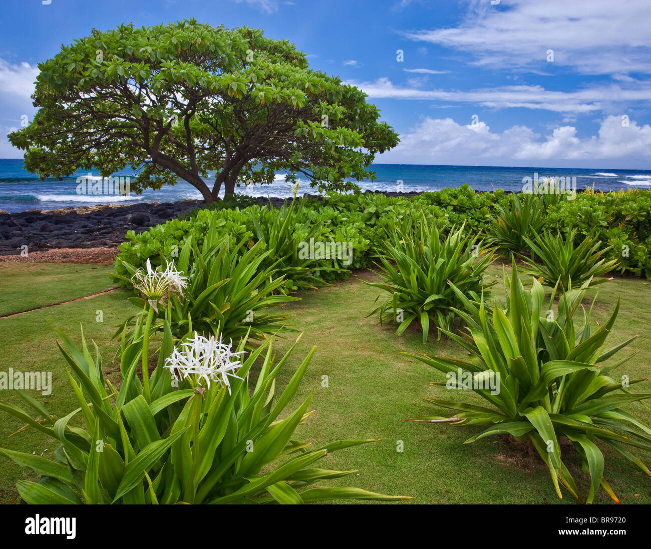 Kauai, HI Spider lily (Hymenocallis littoralis) in a shore line garden at Po'ipu Stock Photo