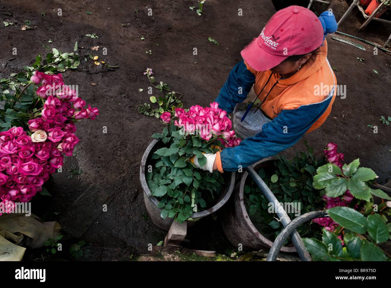 A worker sorts the roses at a flower farm in Cayambe, Ecuador Stock