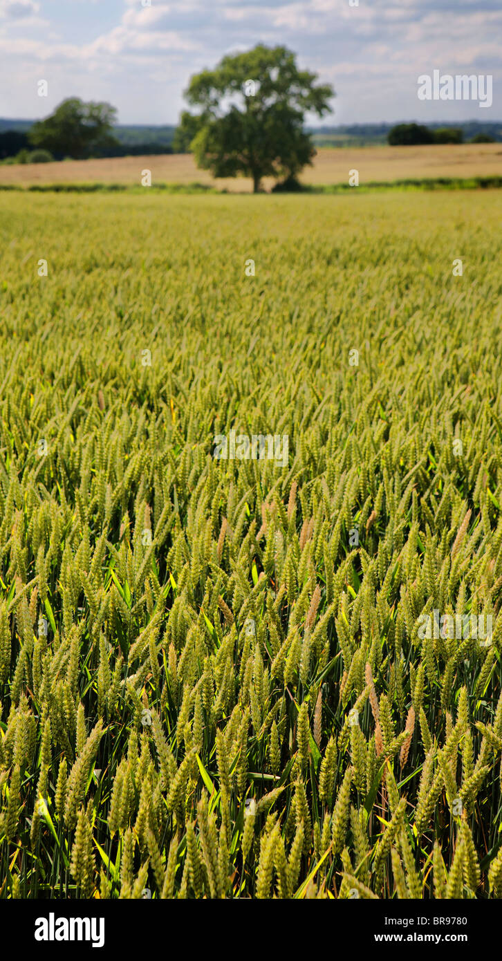 green tree in landscape with blue sky Stock Photo - Alamy