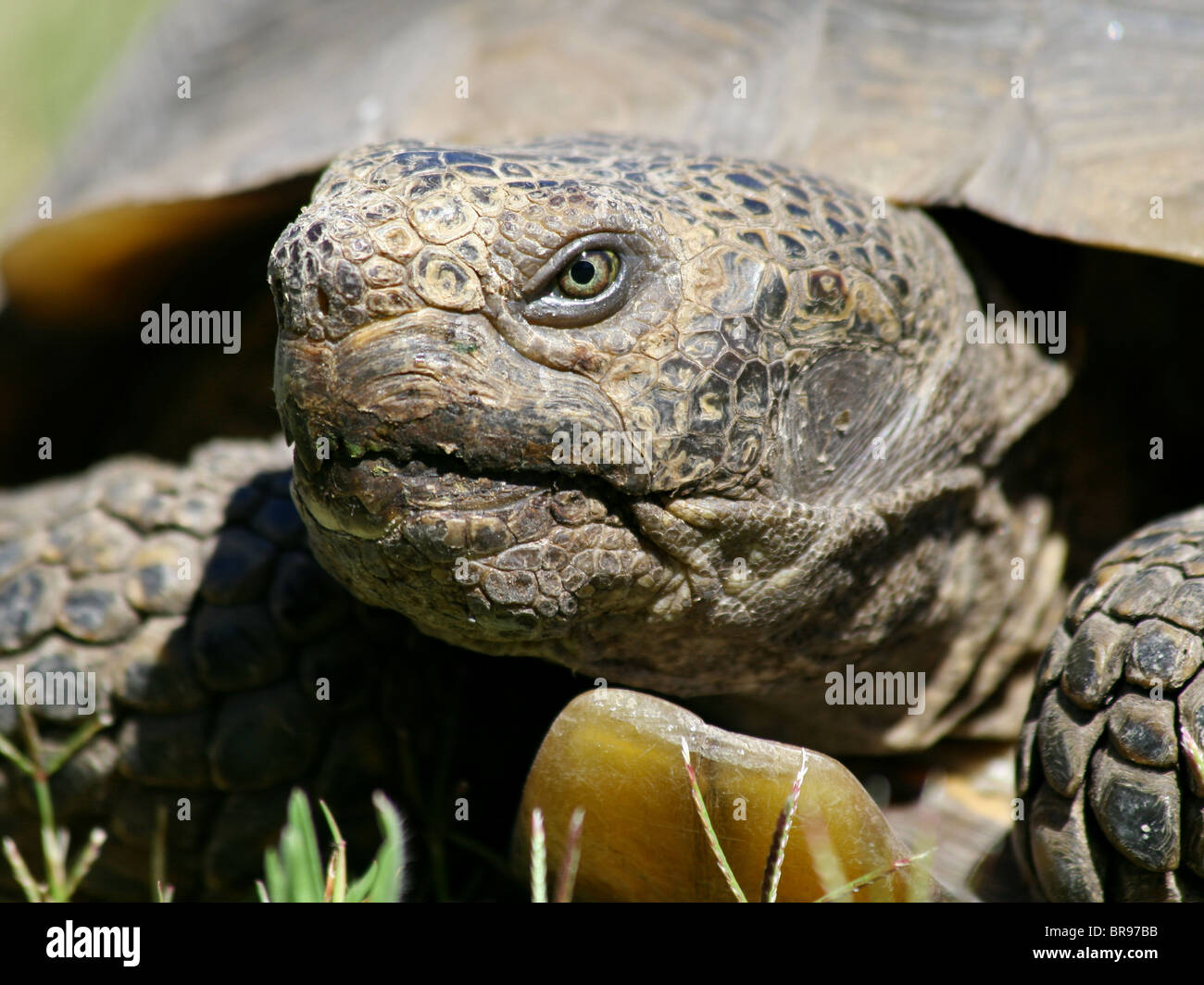 Desert Tortoise (Gopherus agassizii) in California Stock Photo