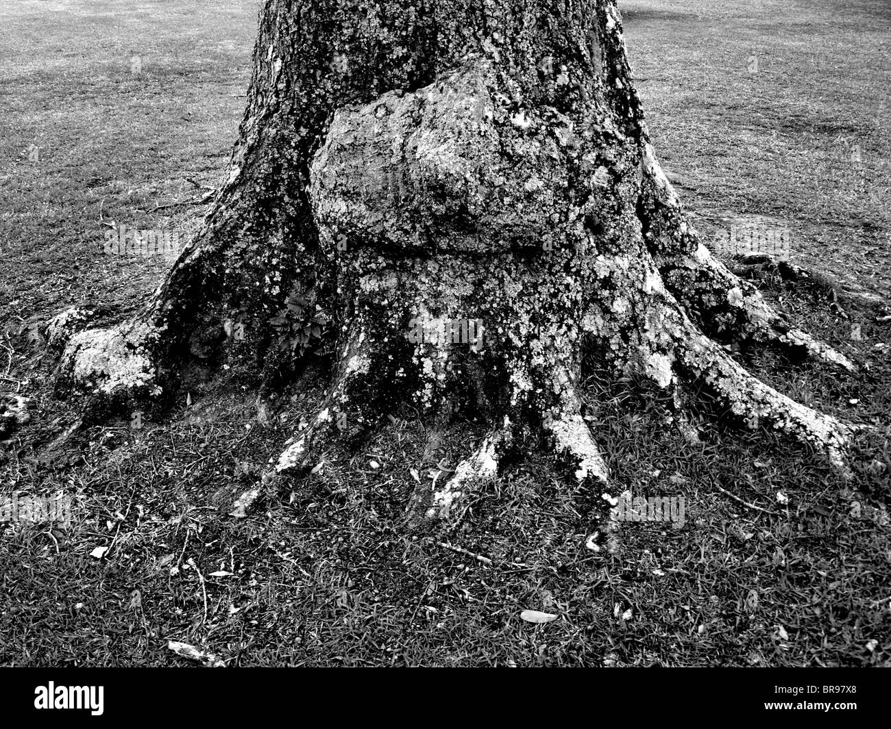 oak trunk of large tree with knobs and roots and bark in black and white Stock Photo Alamy