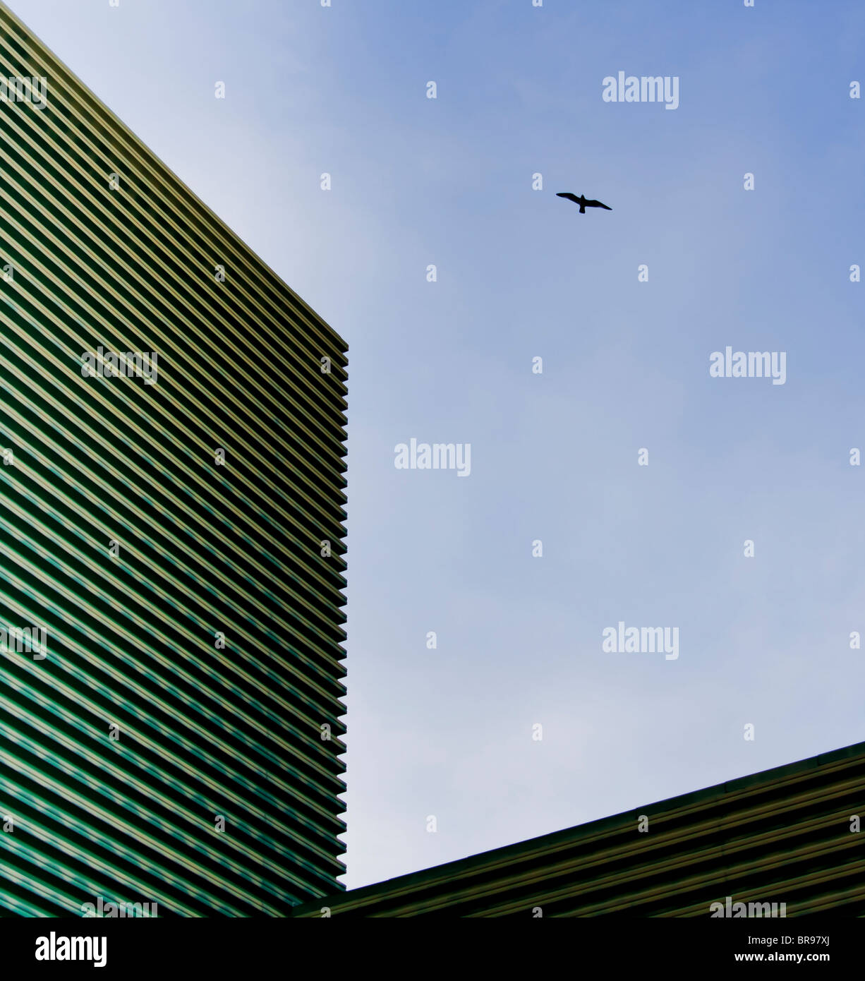 A bird flies over a modern building Stock Photo Alamy