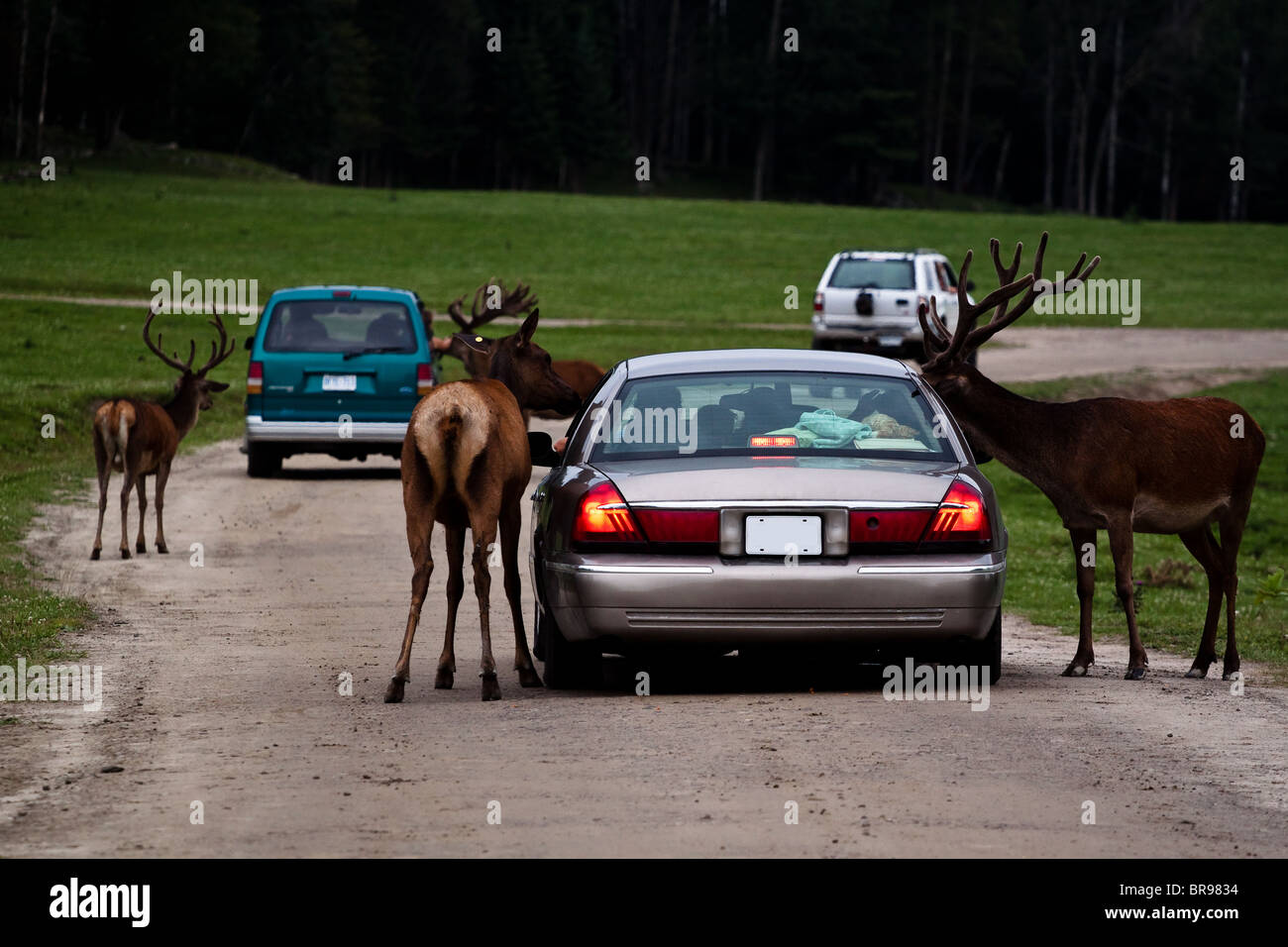 Car drive through Parc Omega and caribou swarm around looking for food hand-outs. Stock Photo