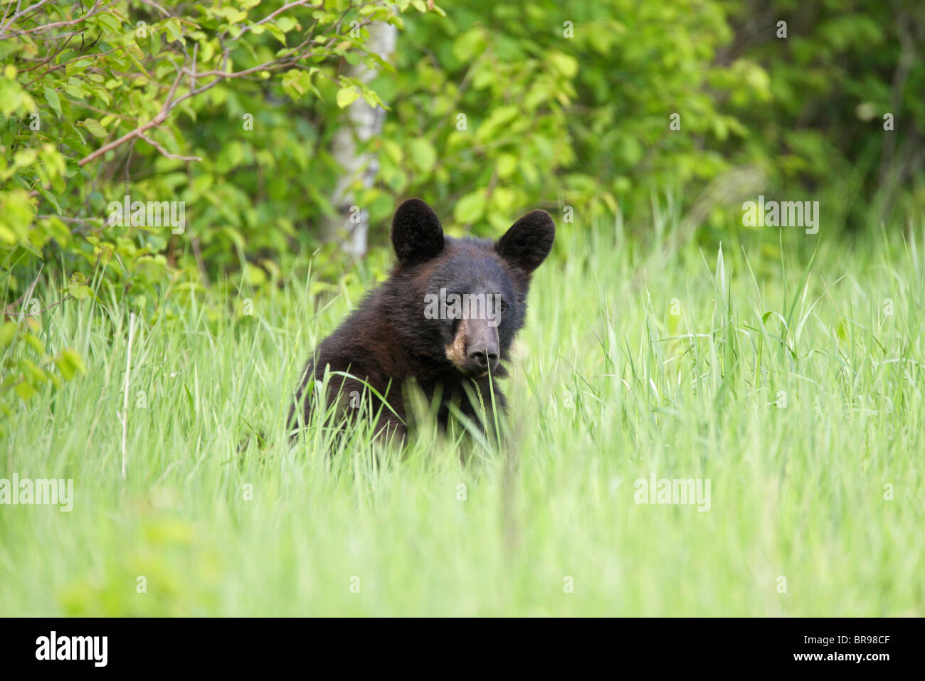 Black Bear Ursus americanus yearling cub sitting in long grass with eye contact Stock Photo