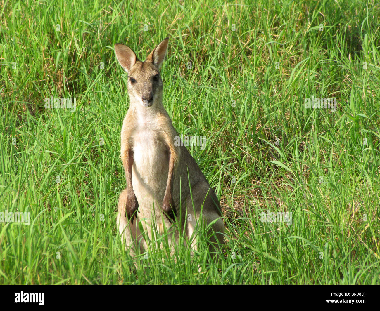 An Agile Wallaby (Macropus agilis) standing in tall grass at Fogg Dam Conservation Reserve, Northern Territory, Australia. Stock Photo