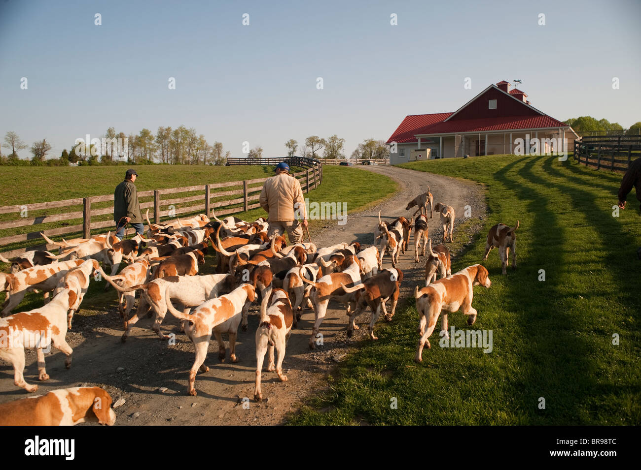 Walking fox hounds Stock Photo