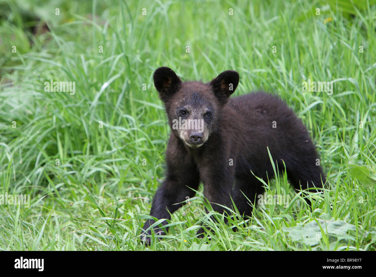 Black Bear Ursus americanus small cub walking through long grass on the edge of a forest Stock Photo