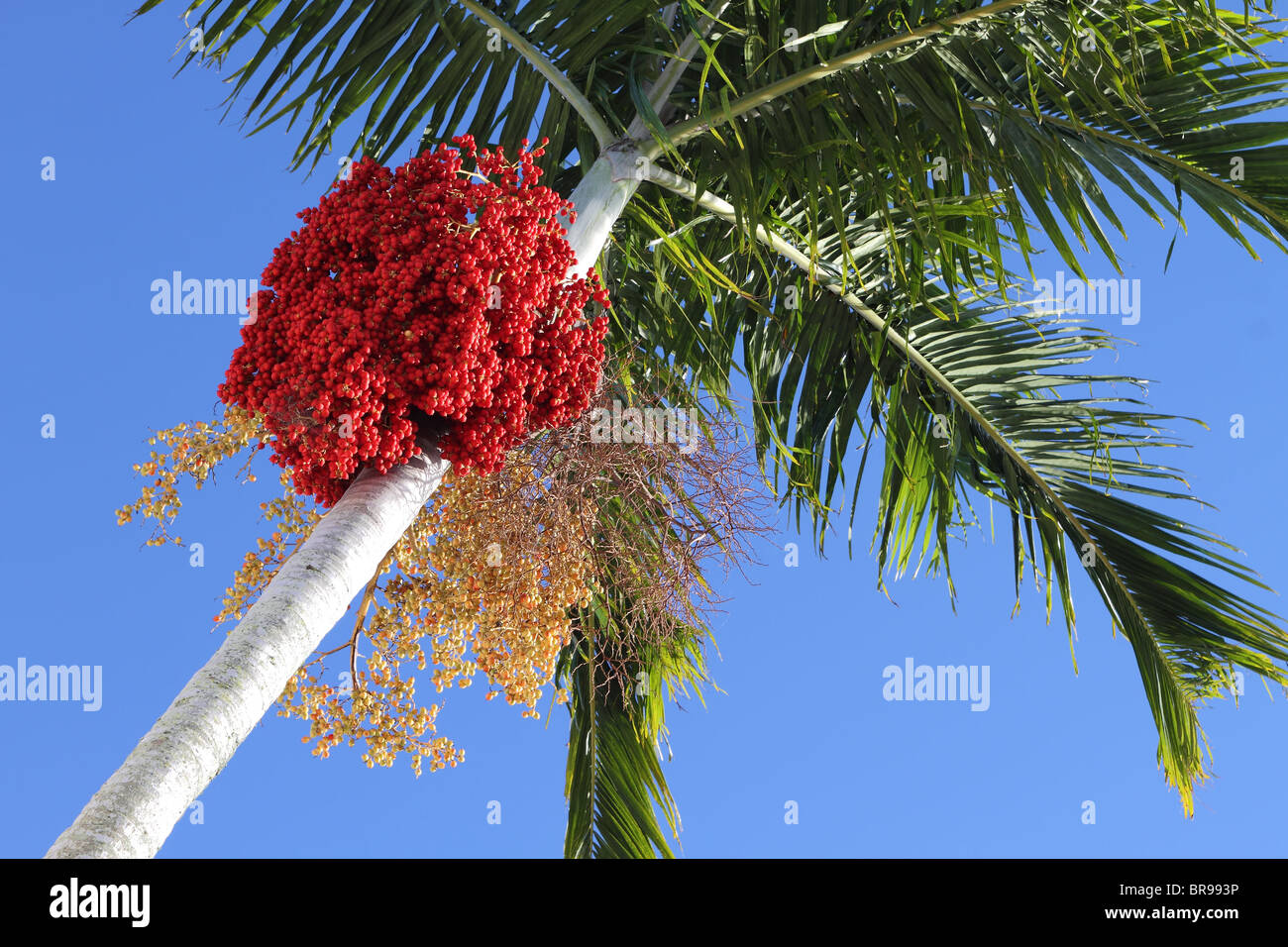 Palm Tree Summer Time Stock Photo