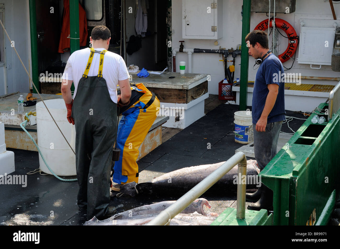 UnLoading Swordfish From The Hannah Boden Fishing Boat, From The Discovery Channel Show, Swords