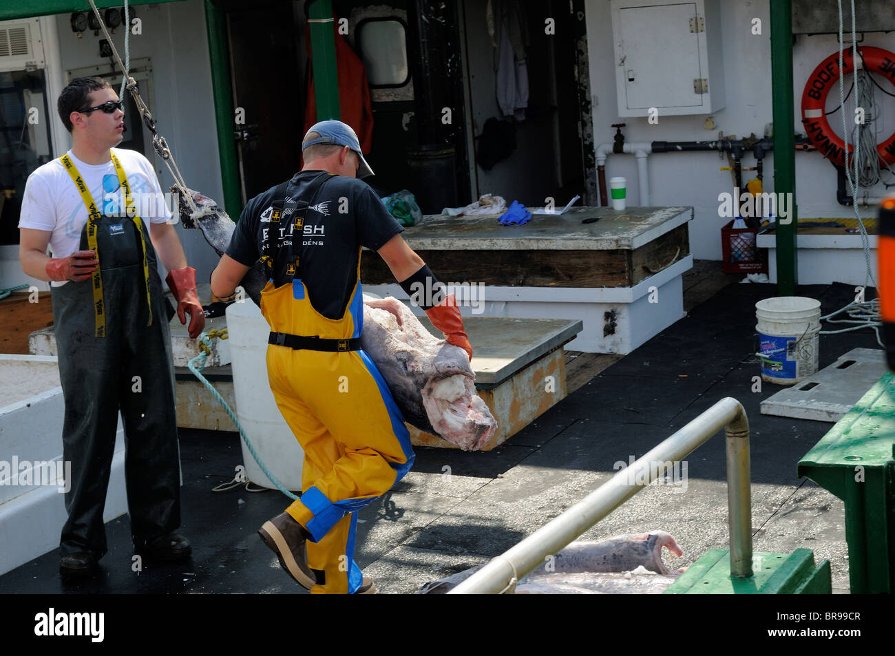 UnLoading Swordfish From The Hannah Boden Fishing Boat, From The Discovery Channel Show, Swords