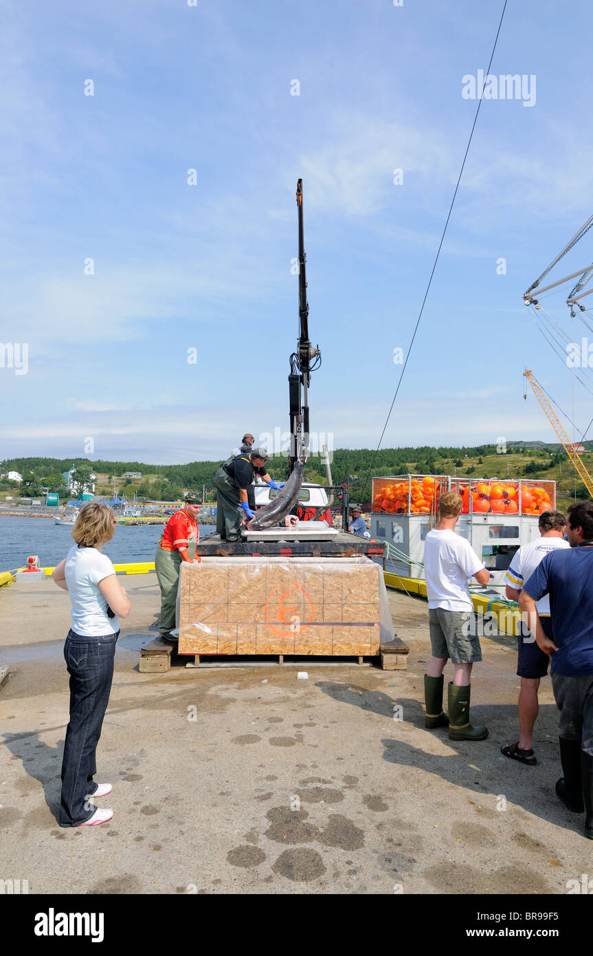 Un-Loading Swordfish From The Hannah Boden Fishing Boat, From The Discovery Channel Show, Swords Life On The Line Stock Photo