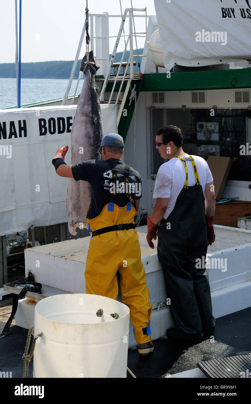 UnLoading Swordfish From The Hannah Boden Fishing Boat, From The Discovery Channel Show, Swords