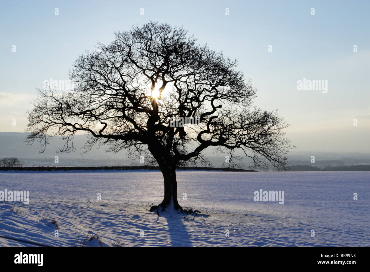 Backlit oak tree during winter with snow on the ground and the Cleveland Hills in the North York Moors national park behind Stock Photo
