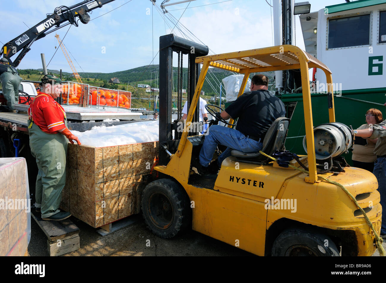 Hannah Boden Swordfish Boat In Bay Bulls, Newfoundland Off Loading Her Catch, Captain Linda