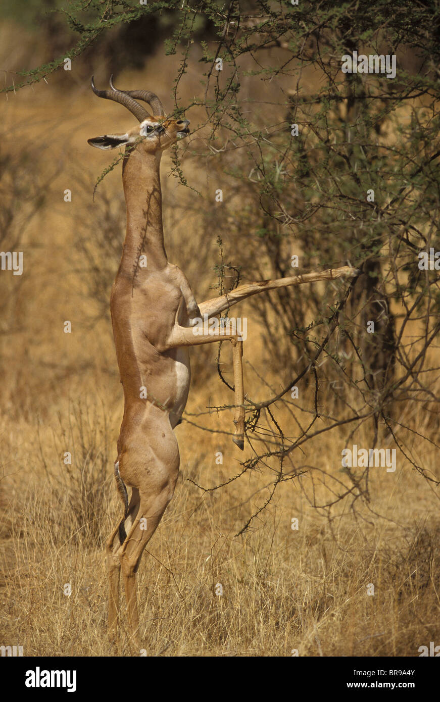 Africa, Kenya, Samburu National Park. A male gerenuk balances on its hind legs while stretching for tender acacia leaves in Stock Photo