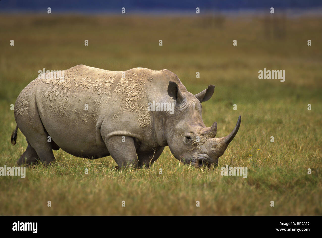 Africa Kenya Lake Nakuru National Park. A northern white rhinoceros considered Critically Endangered. walks across grasslands. Stock Photo