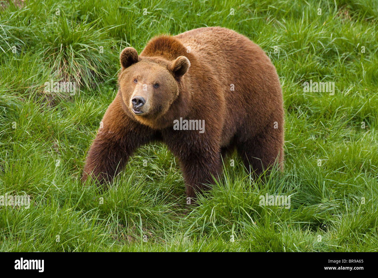 Grizzly bear roaming in territory-Note-Captive subject. Stock Photo