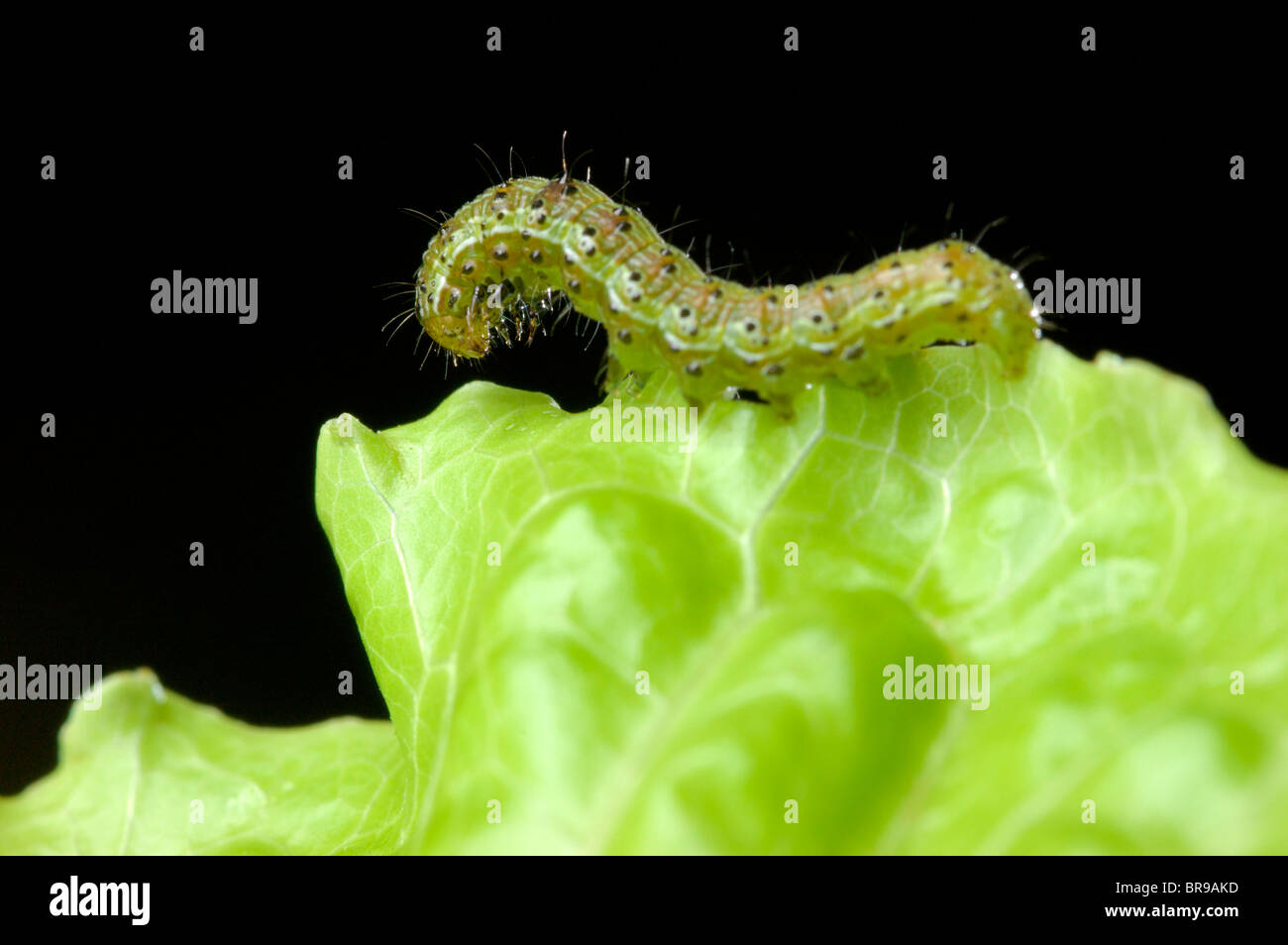 Cabbage Moth larva (Mamestra brassicae) on lettuce leaf posing Stock
