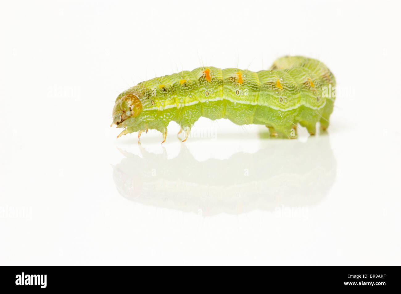 Green caterpillar on white; Cabbage Moth larva (Mamestra brassicae) Stock Photo
