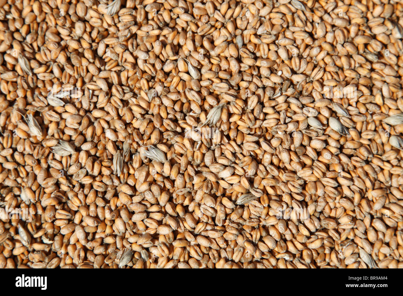 winter wheat seeds Stock Photo