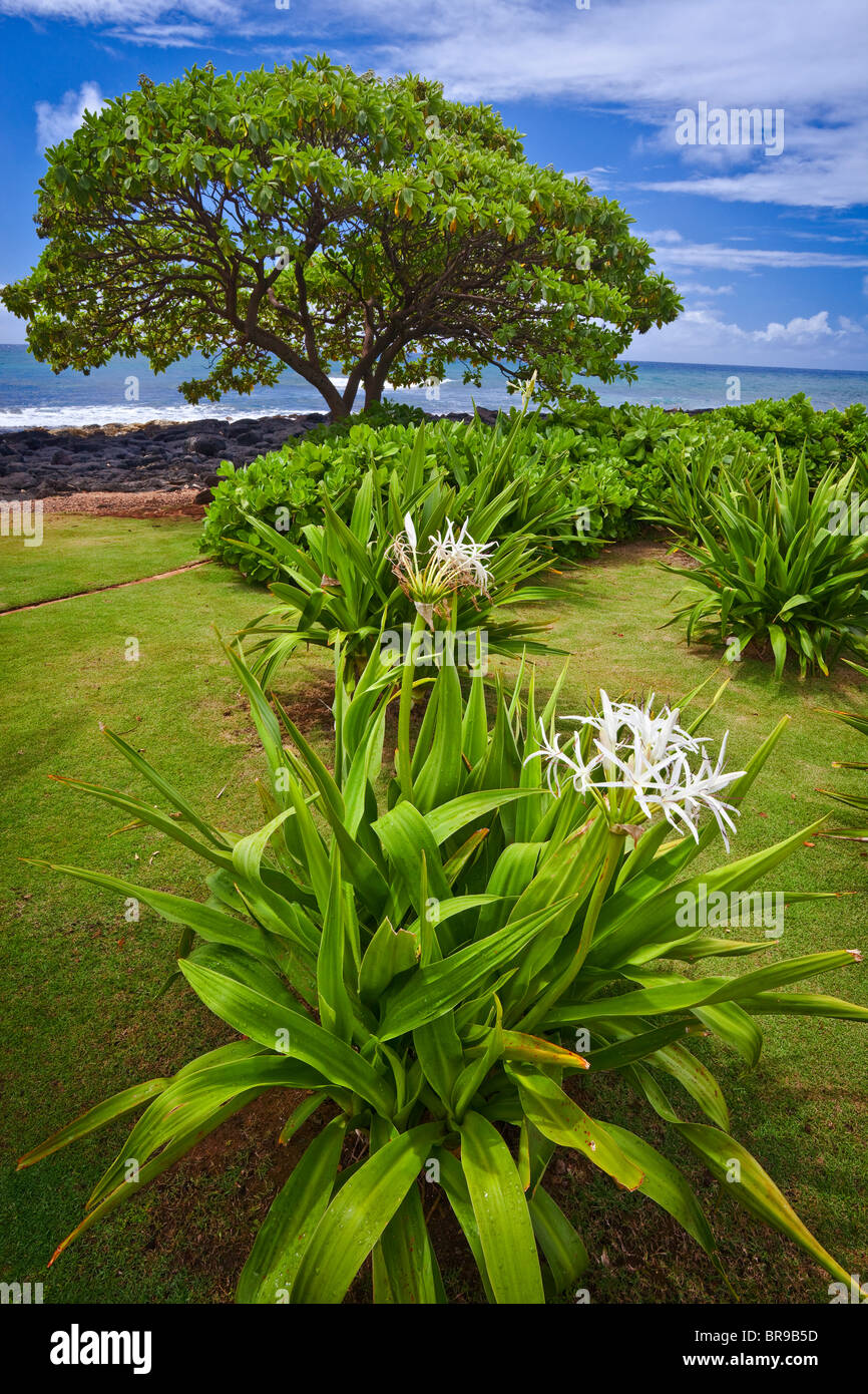 Kauai, HI Spider lily (Hymenocallis littoralis) in a shore line garden at Po'ipu Stock Photo