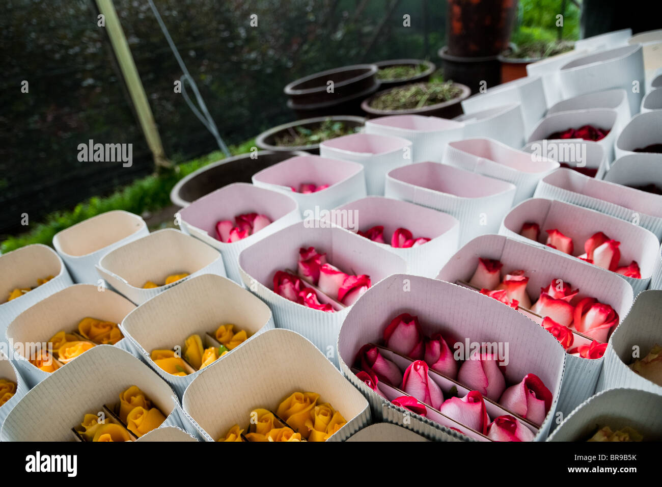 Roses wrapped in paper boxes at a flower farm in Cayambe, Ecuador Stock
