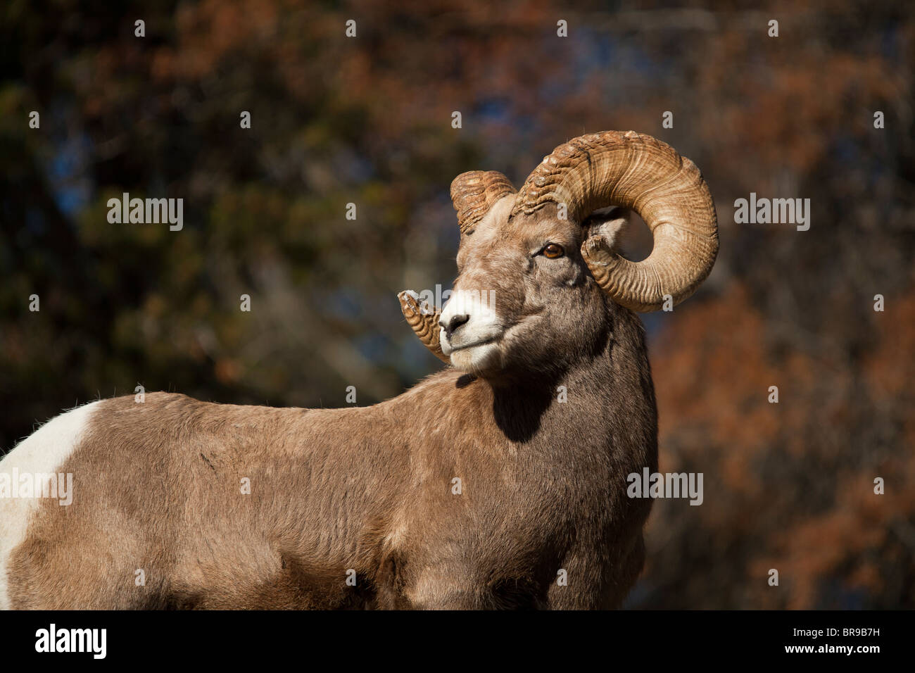 Big horned sheep on the hillside in the fall. Stock Photo