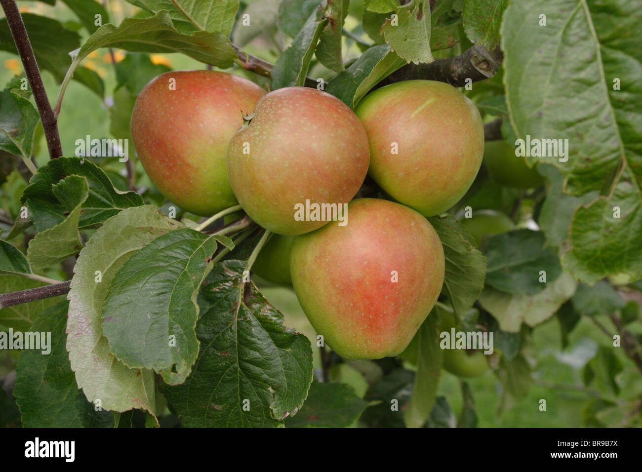Apples Growing Stock Photo Alamy
