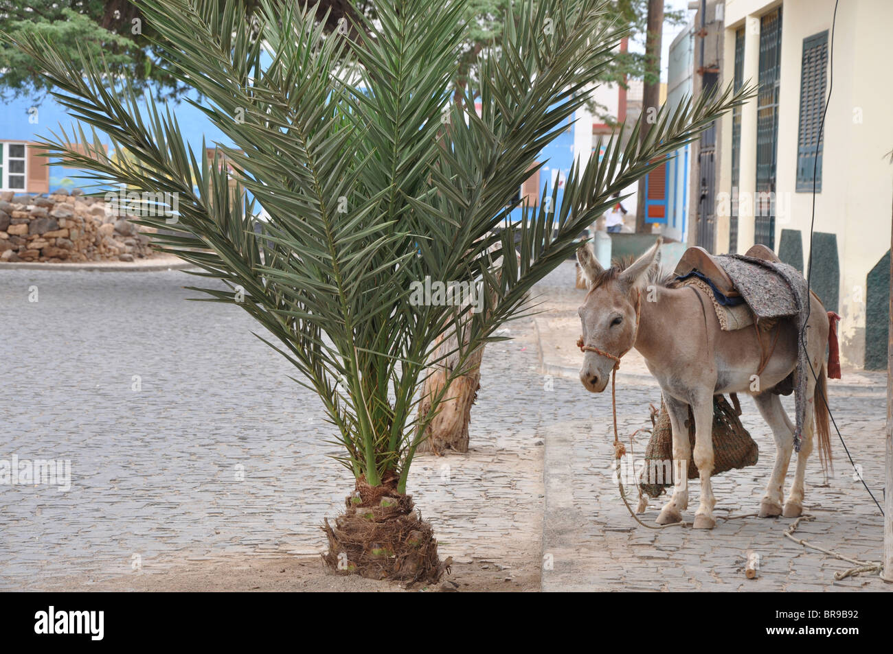 Donkey on cobbles on street in Sal, Cape Verde Stock Photo