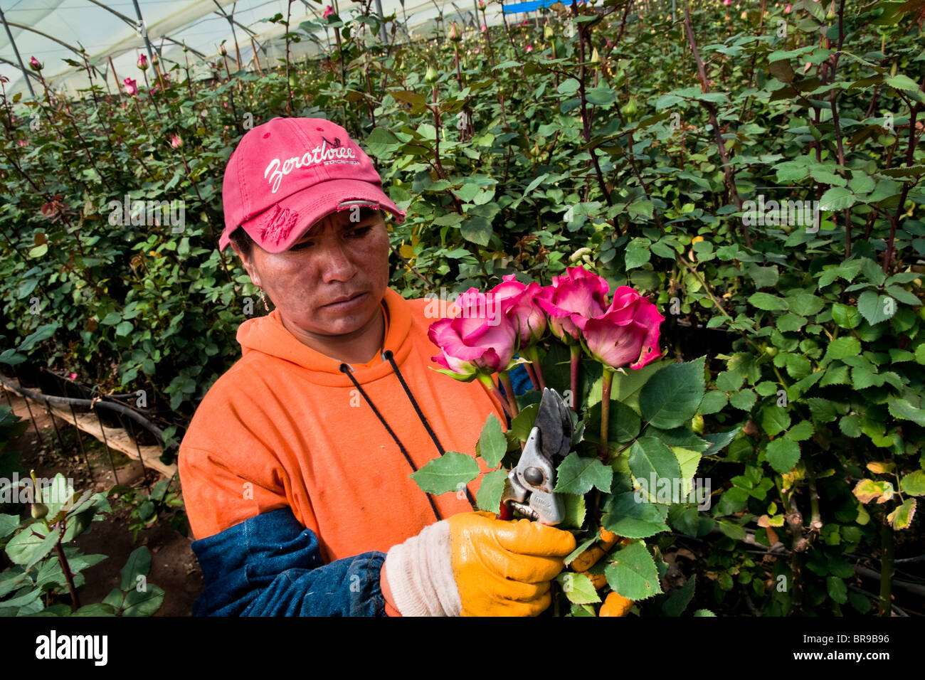 A worker picks the pink roses at a flower farm in Cayambe, Ecuador