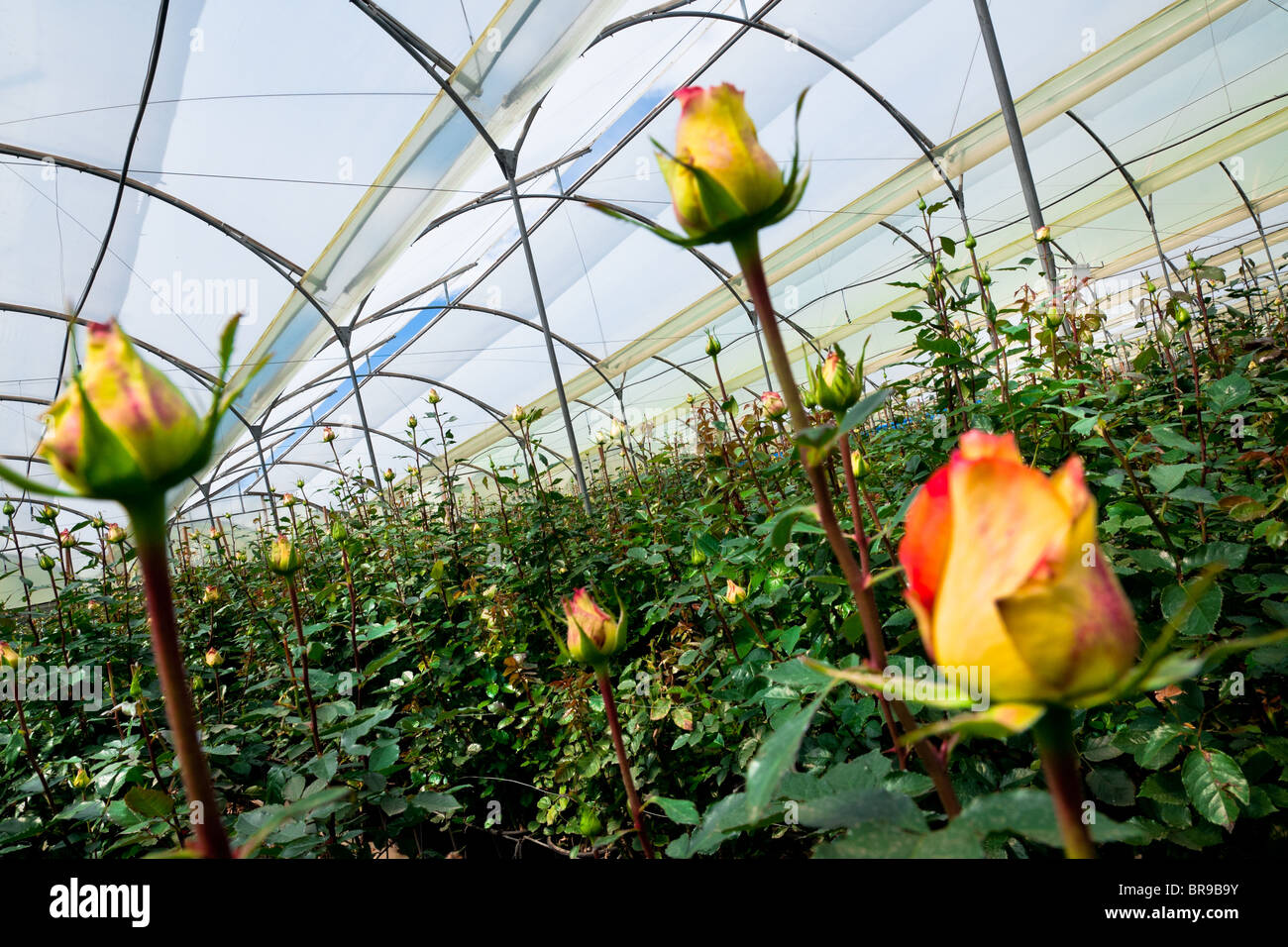 Yellow roses grown at a flower farm in Cayambe, Ecuador Stock Photo - Alamy