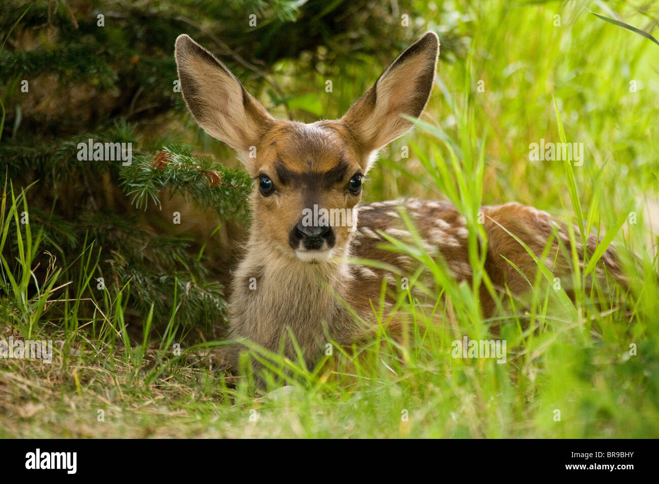 Mule deer fawn lying in the tall grass in Waterton Lakes National Park, Alberta, Canada. Stock Photo