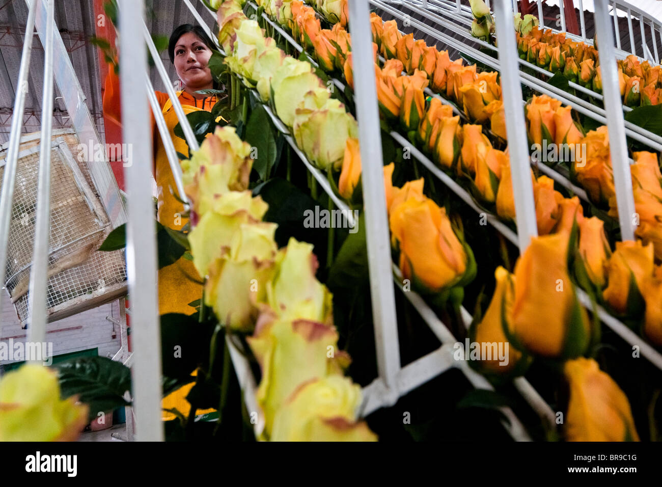 Work Sorting Roses A worker sorts the the orange roses in the packaging hall of a flower ...