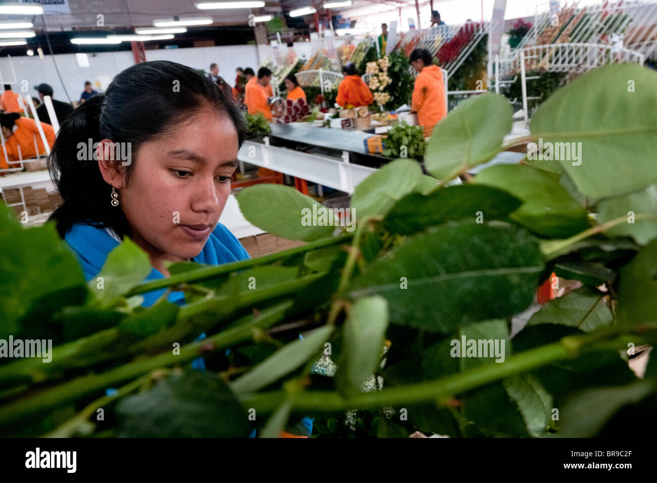 Workers sort and pack the roses in the packaging hall of a flower farm in Cayambe, Ecuador. Stock Photo