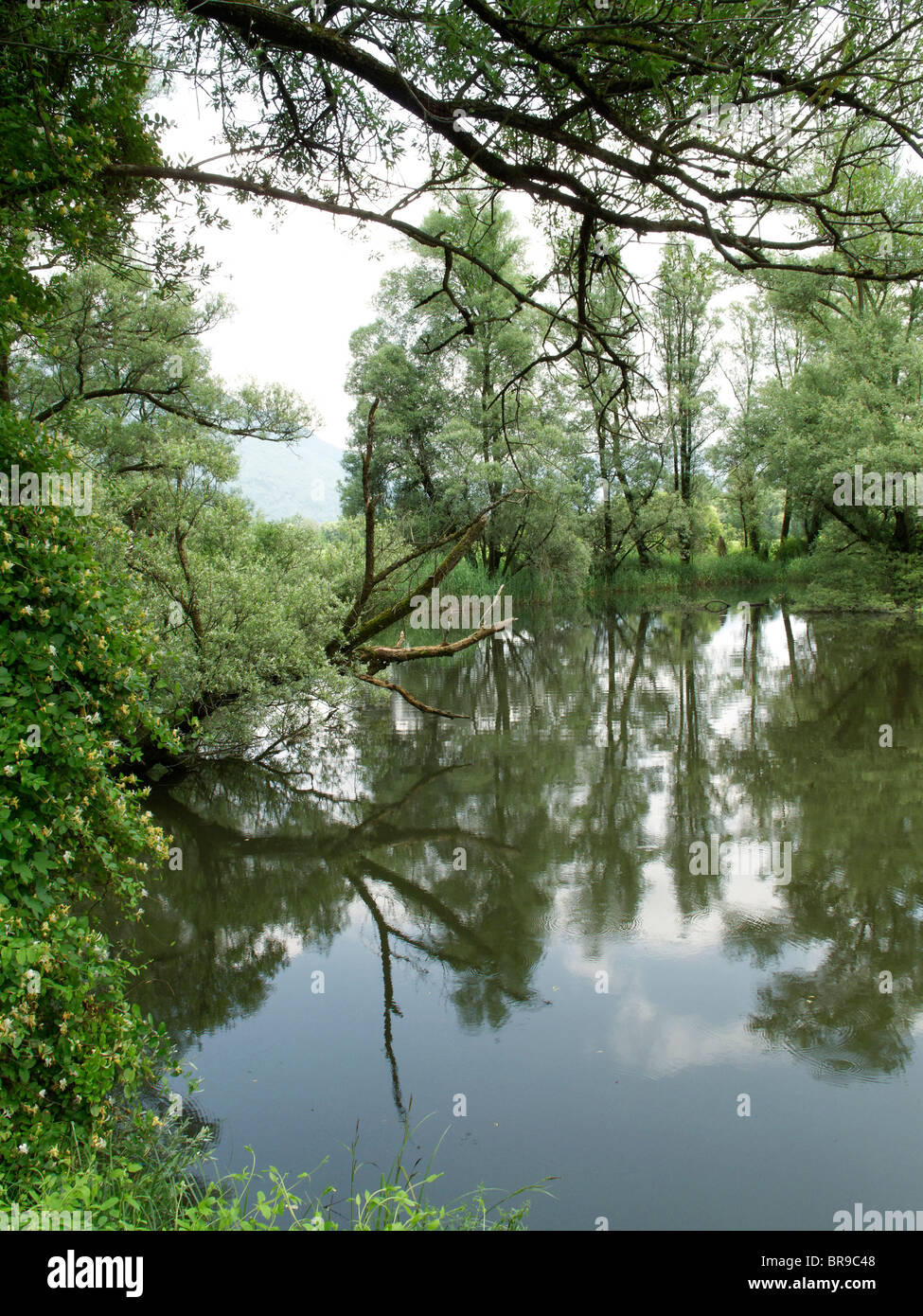 natural reserve area of magadino ponds on magadino plain - canton of ticino - switzerland Stock Photo