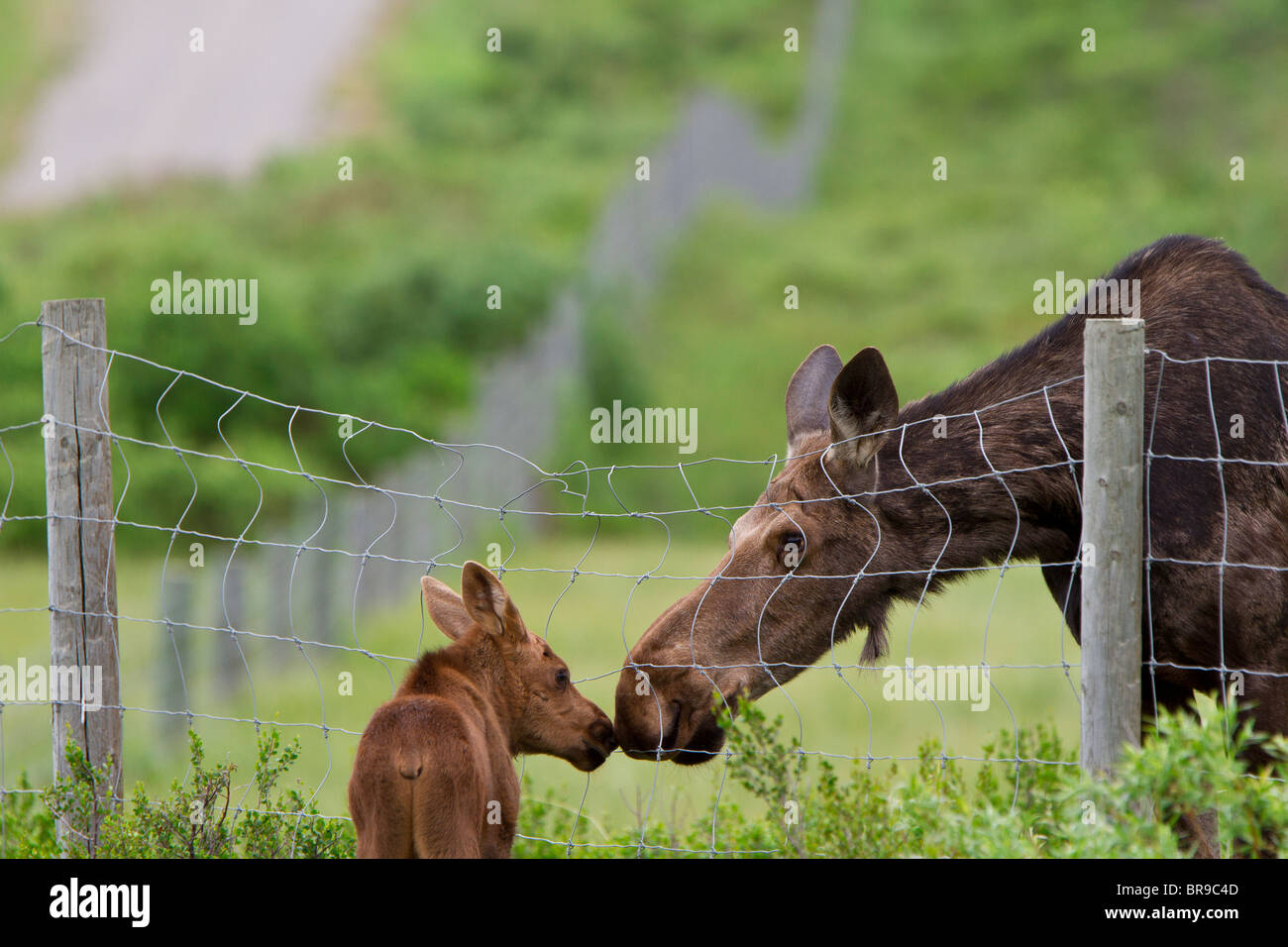 Cow and calf moose, nose to nose. Stock Photo