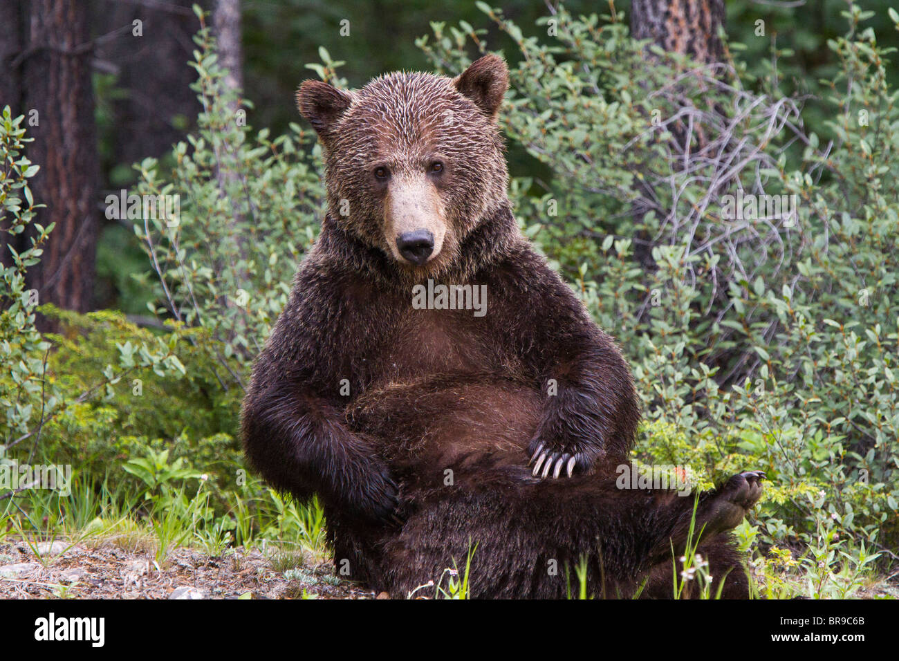 Sitting grizzly bear in Kananaskis, Alberta, Canada Stock Photo