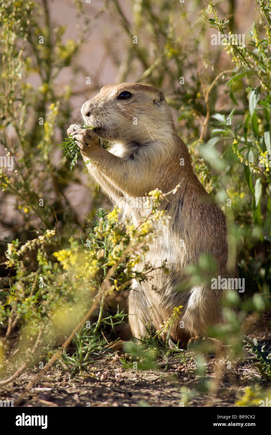 Black-Tailed Prairie Dog - Cheyenne Mountain State Park, Colorado ...